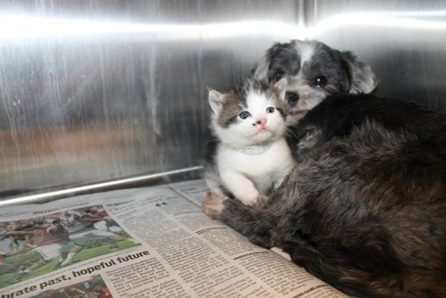 Dog Finds A Tiny Kitten, Risks Everything To Save Her1